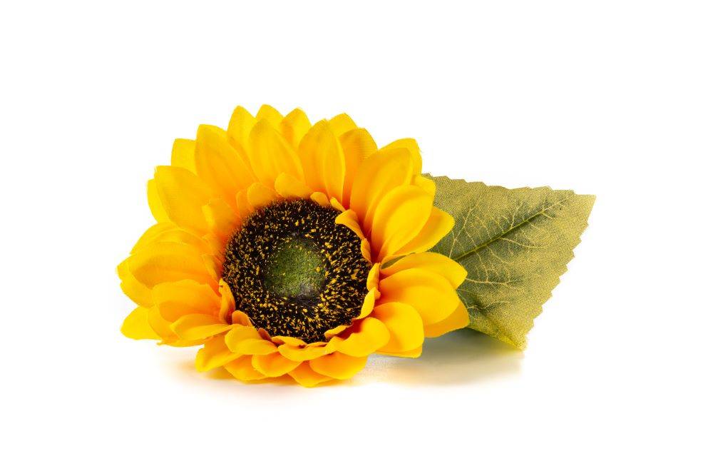 Calendula