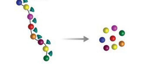 Protein synthesis